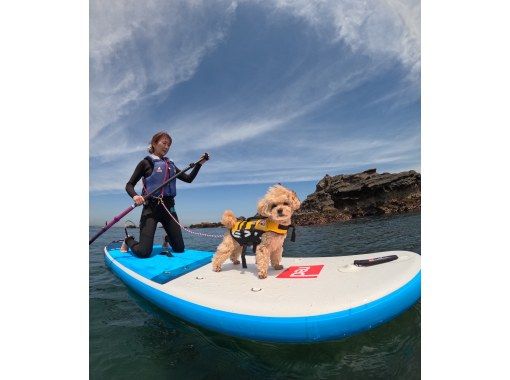 【千葉・南房総】初心者大歓迎！好アクセス！愛犬と感じる海の上の特別な時間。透明度の高い海でDOG SUP体験の画像