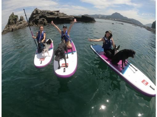 【千葉・南房総】初心者大歓迎！好アクセス！愛犬と感じる海の上の特別な時間。透明度の高い海でDOG SUP体験の画像