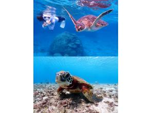 [Miyakojima / Private tour for one group] Snorkeling tour where you can swim with sea turtles! 100% chance of encountering them! We will show you all the sea turtles, Nemo, and coral!!