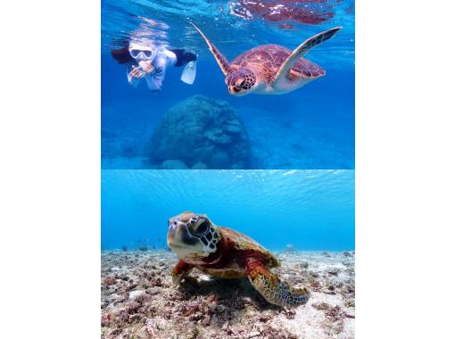 [Miyakojima / Private tour for one group] Snorkeling tour where you can swim with sea turtles! 100% chance of encountering them! We will show you all the sea turtles, Nemo, and coral!!の画像