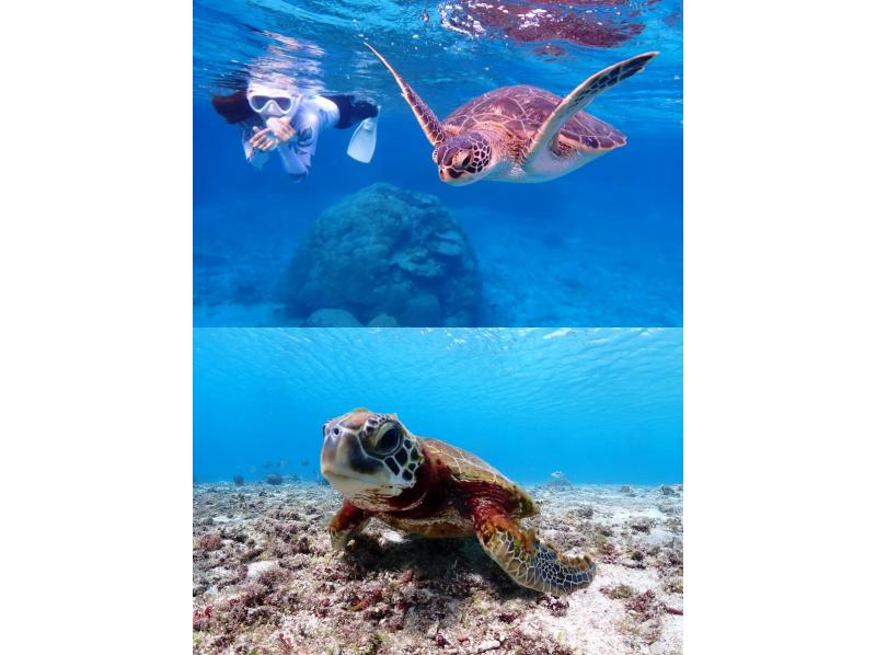 [Miyakojima / Private tour for one group] Snorkeling tour where you can swim with sea turtles! 100% chance of encountering them! We will show you all the sea turtles, Nemo, and coral!!の紹介画像