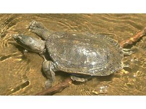 [Tokyo/ Chofu] *Family-oriented *Meguro crab, soft-shelled turtle, and reed turtle observation tour held in the netの画像