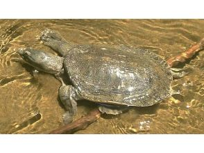 [Tokyo/Chofu] Early morning from 7:00 AM to 9:00 AM * For families * Observation tour of mitten crabs, soft-shelled turtles, and lace turtles caught with nets (free rental of electric bicycles and baka boots)の画像