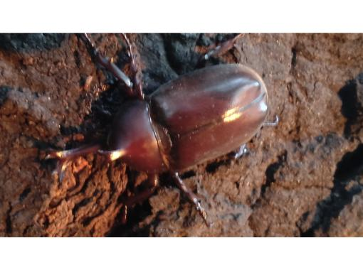 【東京・立川界隈】子供向け！早起き昆虫モーニング観察ツアー（朝4時〜まで）その後学校・幼稚園への画像