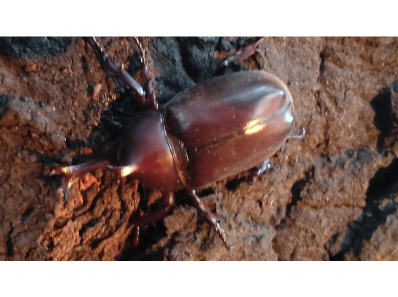 [Tokyo Chofu] For children! Morning insect observation tour (04:00 to 07:00)