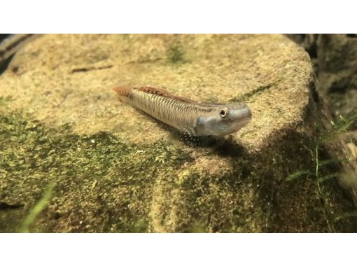 [Kanagawa, Zushi] 9AM, 1PM - *Family Friendly* @Kanagawa Prefecture Point Rock and Stag Beetle Shrimp Catching Observation Experience (Free Rental of Stupid Boots)の画像