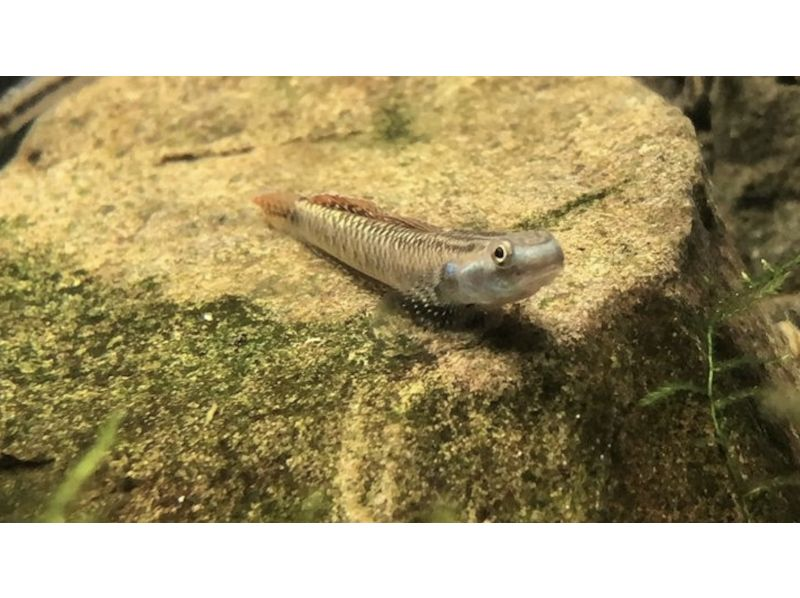 [Kanagawa, Zushi] 9AM, 1PM - *Family Friendly* @Kanagawa Prefecture Point Rock and Stag Beetle Shrimp Catching Observation Experience (Free Rental of Stupid Boots)の紹介画像