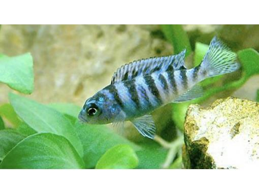 [Kanagawa/Yokohama] Searching for tropical fish, guppies, and African cichlids will be held at Kanagawa Kids Special Adventure heated drainage from 8 a.m.の画像