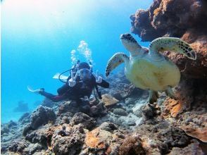 【鹿児島・屋久島】 体験ダイビングを楽しもう！「半日2ダイブコース」写真撮影付き ・初心者・1名様大歓迎♪