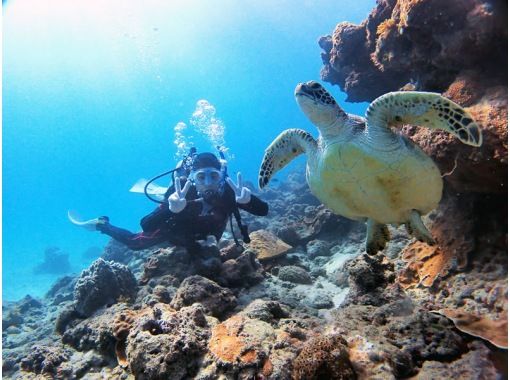 【鹿児島・屋久島】 体験ダイビングを楽しもう！「半日2ダイブコース」写真撮影付き ・初心者・1名様大歓迎♪の画像