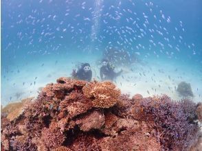 【石垣・半日ダイビング】午前コース♪初心者専門！女性インストラクターがご案内します♪