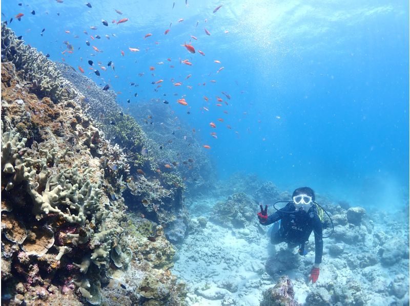 【石垣・半日ダイビング】午後コース♪ウミガメシュノーケリングと体験ダイビングの贅沢半日プラン！！の紹介画像