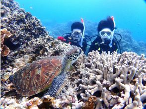 【石垣島・1日ダイビング】体験ダイビングとウミガメシュノーケリングの１日満喫プラン。追加で＋1dive可能