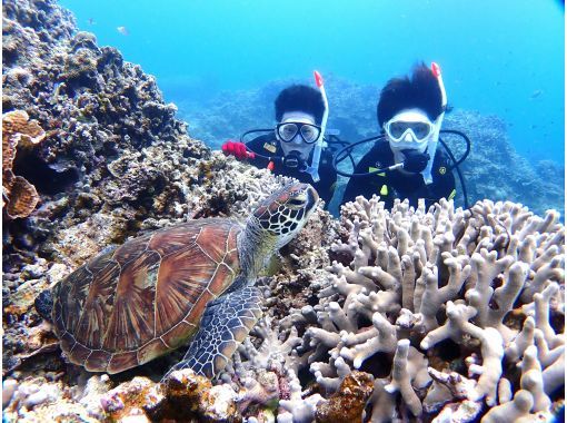 【石垣島・1日ダイビング】体験ダイビングとウミガメシュノーケリングの１日満喫プラン。追加で＋1dive可能の画像