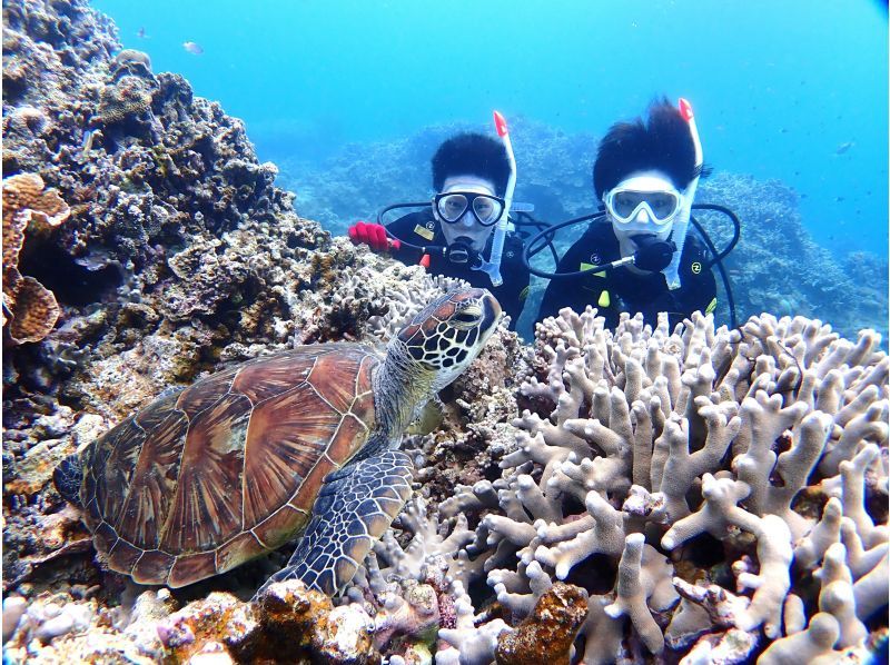 【石垣島・1日ダイビング】体験ダイビングとウミガメシュノーケリングの１日満喫プラン。追加で＋1dive可能の紹介画像