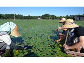 [秋田/三种町] 09:30 在故乡资源信息中心集合“采摘纯菜”，使用收获的纯菜享用午餐の画像