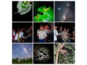 [Miyakojima/Night] Go on a night adventure! Jungle Night Tour ★ High satisfaction level with small group size! ★Starry sky x tropical creatures! Coconut crabs too!