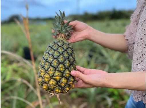 [Okinawa Kunigami Village] Pineapple harvesting experience in Yanbaruの画像