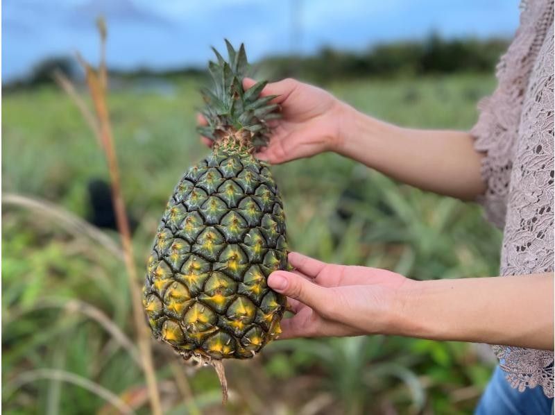 【沖縄・国頭村】やんばるでパイナップル収穫体験の紹介画像