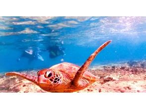 Last minute reservations accepted! For those who don't have enough fun during the day, snorkel with sea turtles♪ There is a high chance of encountering sea turtles.