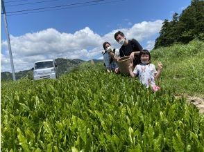 [Shizuoka/ Kakegawa] Tea picking experience at a superb view tea plantation by the world agricultural heritage "Chagusaba farming method" & original tea making with picked tea leaves ♪