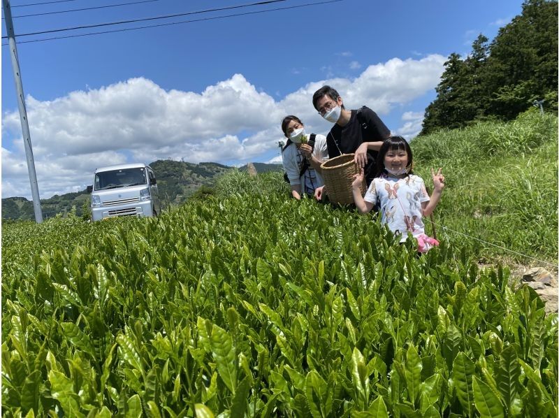 【静岡・掛川】世界農業遺産「茶草場農法」による絶景茶畑でお茶摘み体験＆摘み取った茶葉でオリジナルお茶作り♪の紹介画像