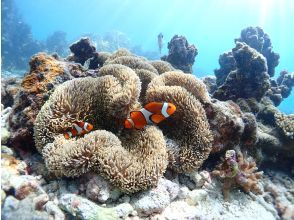 [โอกินาว่า・ มิยาโกจิมะ / อิราบุจิมะ] ไปดู Nemo กันเถอะ! "ทัวร์ดำน้ำดูปะการังน้ำใส" ที่คุณสามารถว่ายน้ำกับลูกของคุณ เช่าอุปกรณ์ฟรี!