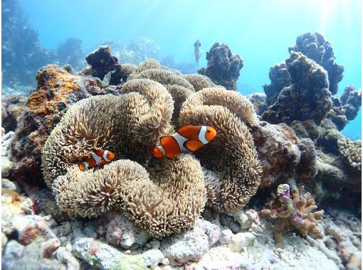 [โอกินาว่า・ มิยาโกจิมะ / อิราบุจิมะ] ไปดู Nemo กันเถอะ! "ทัวร์ดำน้ำดูปะการังน้ำใส" ที่คุณสามารถว่ายน้ำกับลูกของคุณ เช่าอุปกรณ์ฟรี!の画像