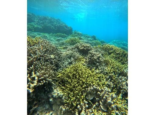 【沖縄・宮古島】伊良部島周辺にてシュノーケル、スキンダイビングツアー！の画像