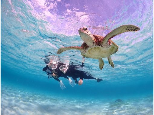 SALE! [Miyakojima] 《Encounter rate is still 100%!》 《Take photos with a high-performance underwater camera and make them look great on social media♡》 Sea turtle snorkeling! ★Reservations available on the day!の画像