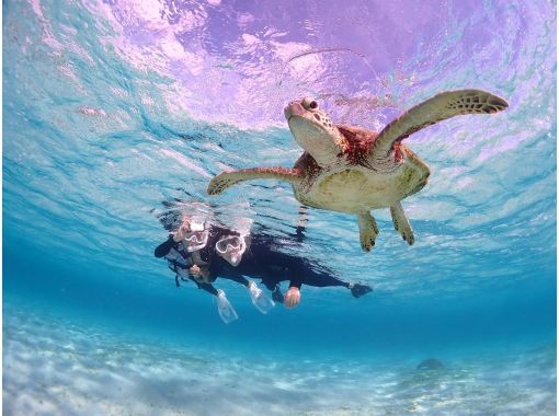 Miyakojima "Encounter rate 100% continues" [Sea turtle snorkeling] ★ Free wetsuit and photo data! ★ Same-day reservations OK! ★ Many options!の画像