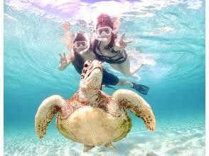[Okinawa/Miyakojima] Autumn sale underway! Encounter rate 99.99%! ? A very popular half-day sea turtle snorkel in one of the world's leading oceans! Free photo data! First timers welcome!の画像
