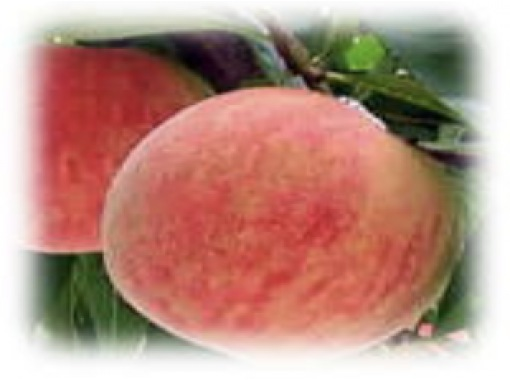 [Kumamoto / Aso] Harvesting experience of delicious peaches grown in nature ♪ (3 peach picking)の画像