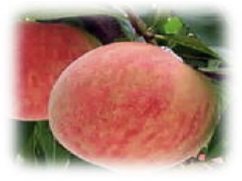 [Kumamoto / Aso] Harvesting experience of delicious peaches grown in nature ♪ (3 peach picking)の紹介画像