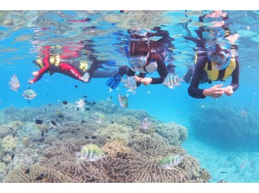 [Near Churaumi] Anyone of any age can join! Private beach snorkeling plan [Photo shoot, feeding experience, towel rental included] Super summer sale now onの画像