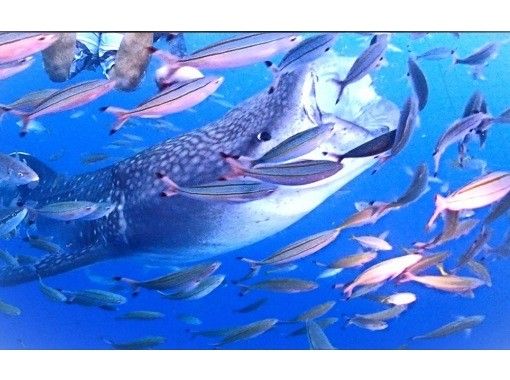 《Super Summer Sale 2024 in progress♪》Last minute reservations accepted! Snorkeling with whale sharks♪Boarding fee included, video/photo shoot included◎Recommended for couples◎の画像