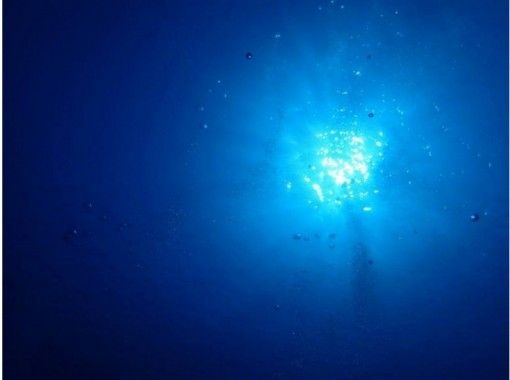 [沖繩縣慶良間群島]粉絲潛水の画像