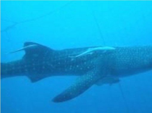[沖繩恩納]體驗潛水或浮潛（鯨鯊課程）の画像