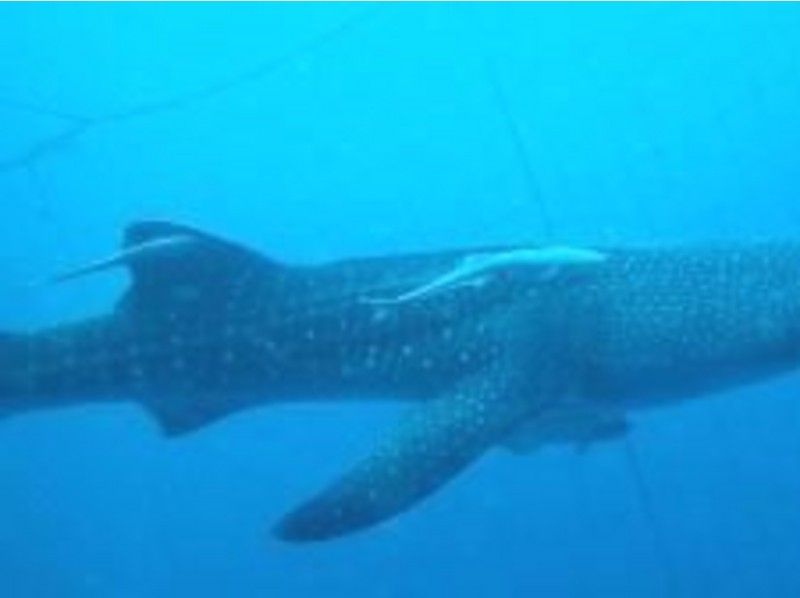 [Okinawa Onna] experience diving or snorkel (whale shark course)の紹介画像