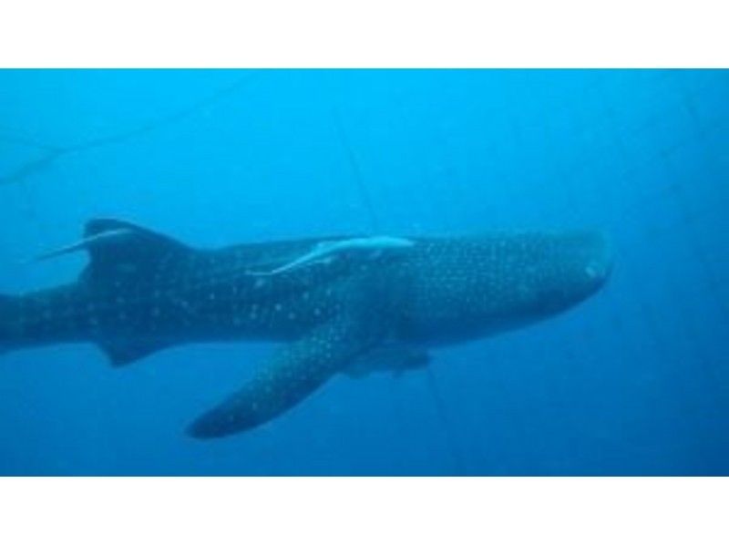 [Okinawa Onna] fan diving whale shark courseの紹介画像