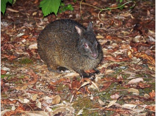 1日1組限定、完全送迎付き「奄美の夜の森、アマミノクロウサギ探検ツアー」の画像