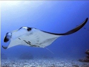 【宜野湾発・ケラマ,チービシ諸島】日帰りFUN2dive★器材込★少人数制★写真&動画無制限その場でプレゼント！