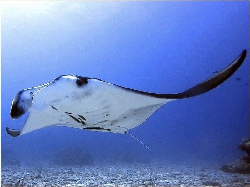 【宜野湾発・ケラマ,チービシ諸島】日帰りFUN2dive★器材込★少人数制★写真&動画無制限その場でプレゼント！の紹介画像