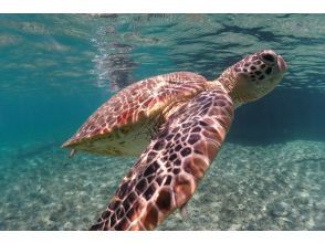 [โอกินาว่า/ มิยาโกจิม่า] Sea Turtle Snorkeling ระบบกลุ่มย่อยตั้งแต่ผู้เริ่มต้นจนถึงผู้มีประสบการณ์! ด้วยการยิง!の画像