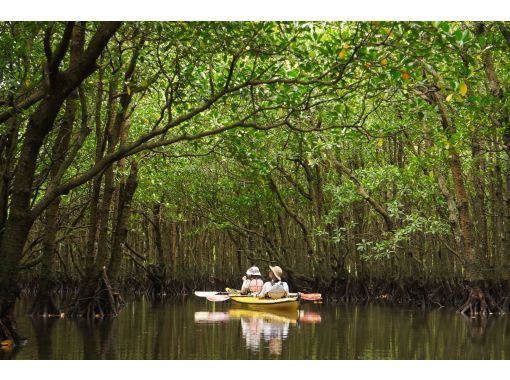 [Okinawa, Iriomote Island] Easy half-day experience Mangrove Kayaking Tour [Kayaking]の画像