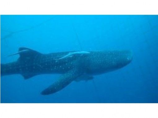 [โอกินาวา Onna] ถ้ำกำหนดหลักสูตรของฉลามวาฬและสีฟ้าの画像