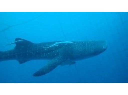 【 Okinawa · Onna Village】 Whale shark & blue cave fan Diving set courseの画像