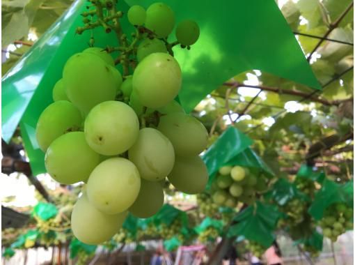 [Yamagata Prefecture, Tsuruoka City] All-you-can-eat grain! Grape picking E-Bike tour. Grape picking guided tour by E-Bike (lunch and entrance fee included)の画像