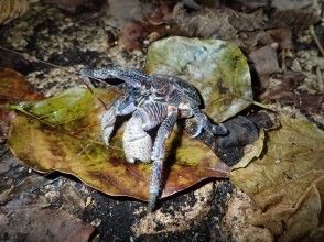 【宮古島】《夜のジャングルを冒険》大人気のヤシガニや南の島の夜行生物に会いに行こう！ファミリーおすすめ！