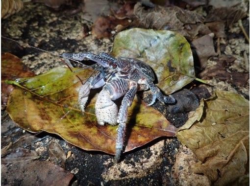 【宮古島】《夜のジャングルを冒険》大人気のヤシガニや南の島の夜行生物に会いに行こう！ファミリーおすすめ！の画像